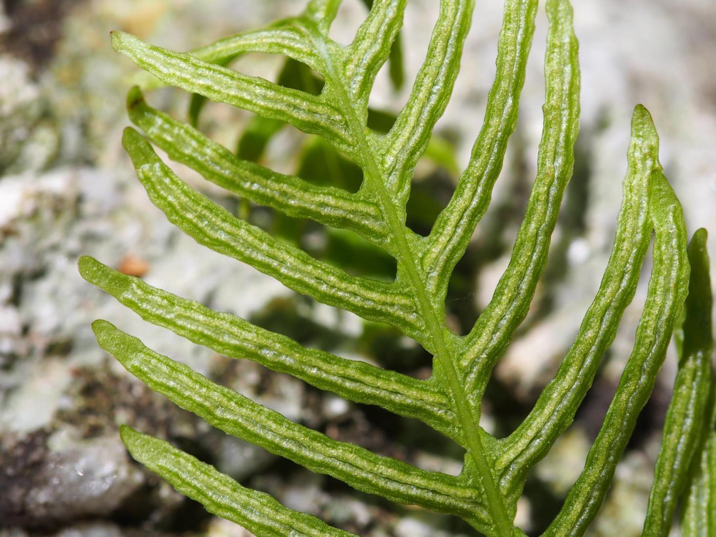 Fern, Hard flower